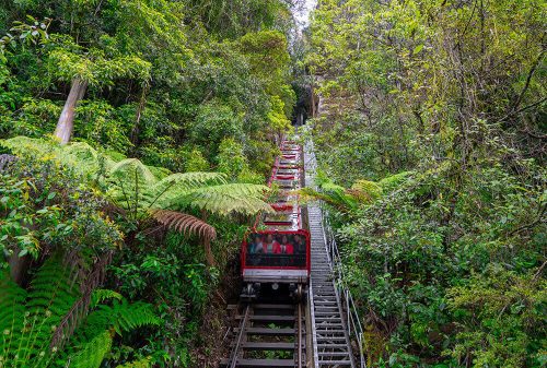 Scenic Railway descending steeply through the Blue Mountains rainforest, surrounded by rugged cliffs and lush vegetation.